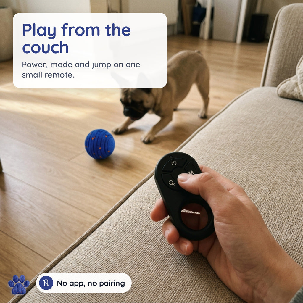 Owner using the remote from the couch while a French bulldog plays